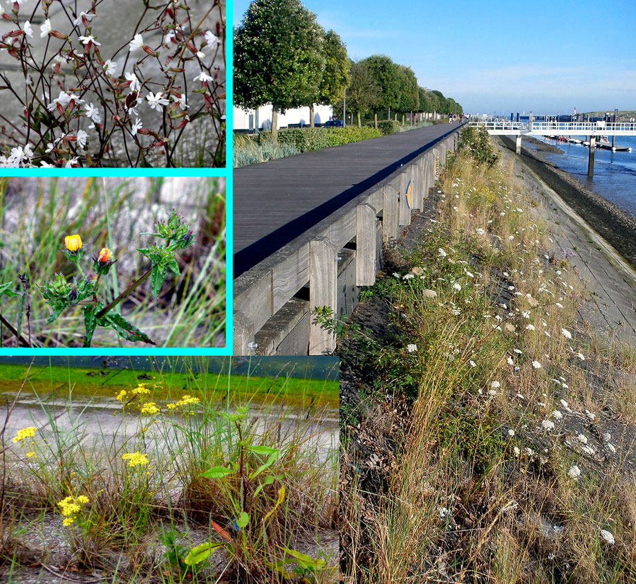 collage zicht en planten